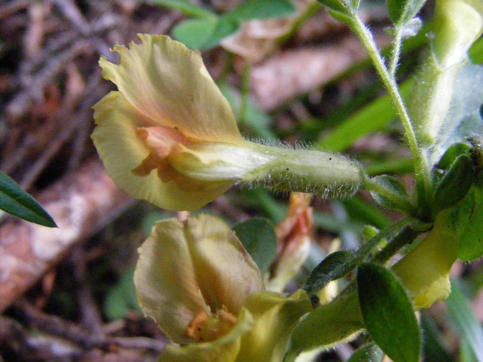 Chamaecytisus hirsutus